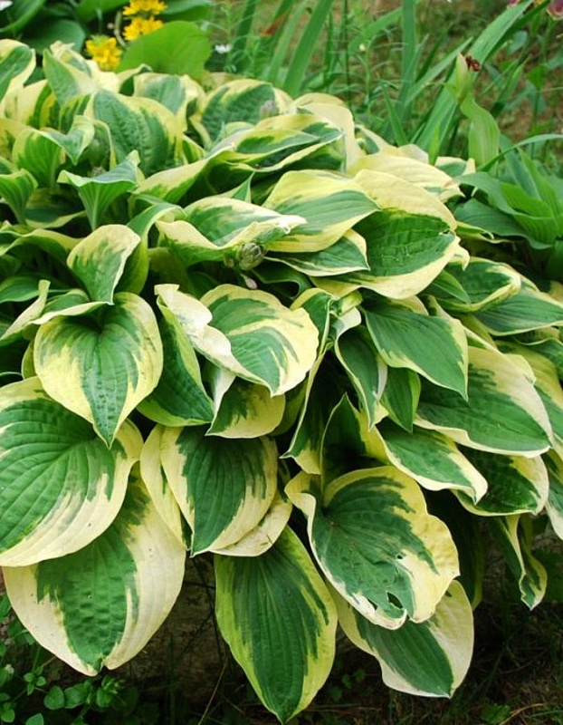 Хоста Вайд Брим 